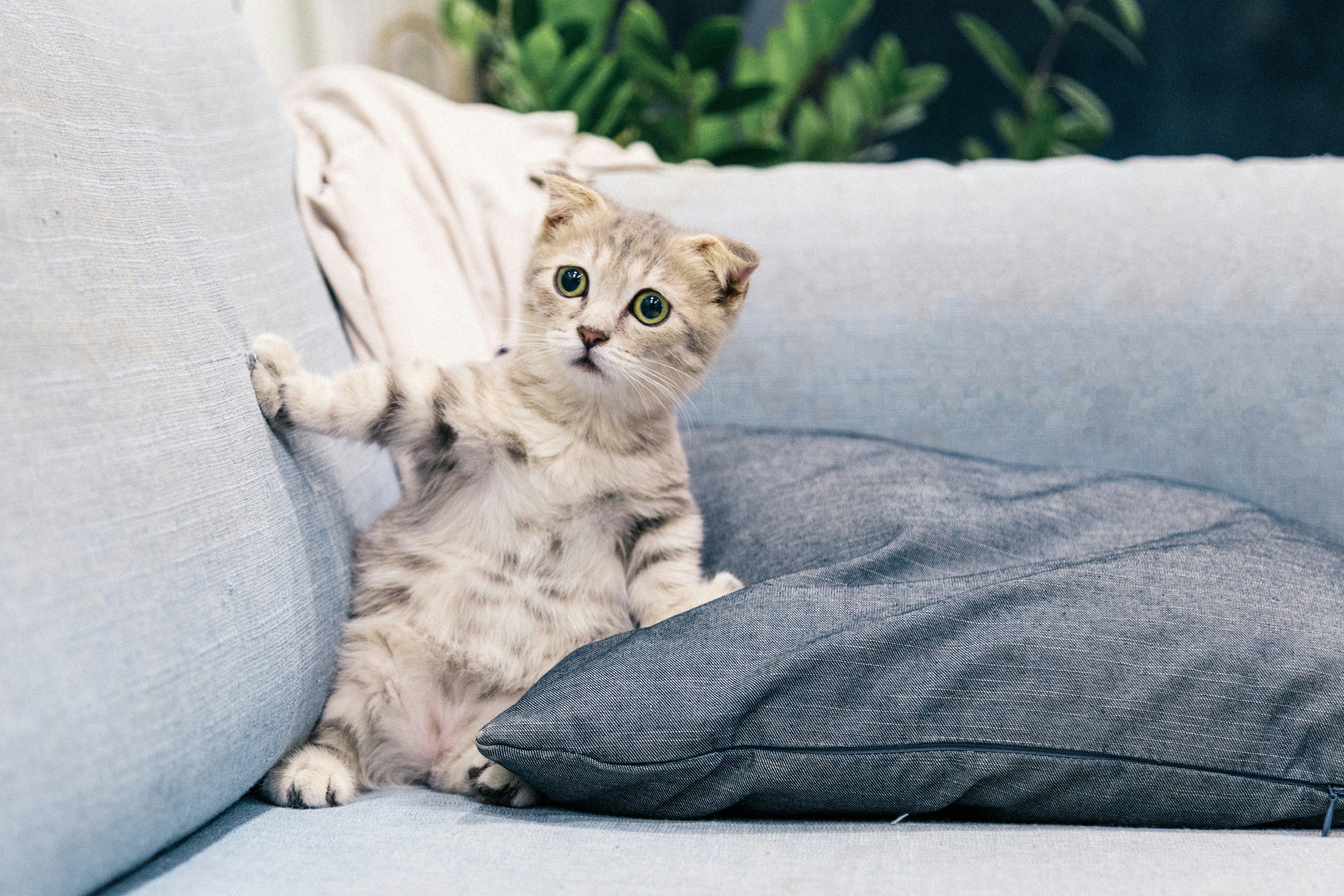 Kucing Mengenakan Pakaian